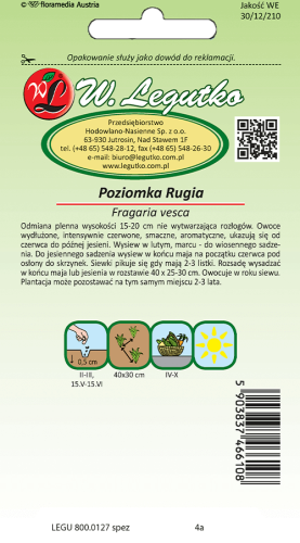 Poziomka ruiga tył