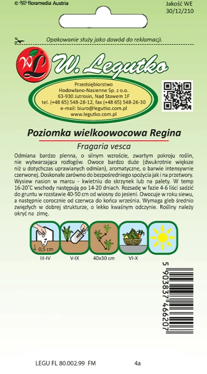 Poziomka regina tył