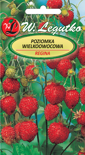 Poziomka regina