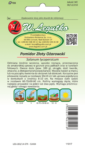 Pomidor złoty ozarowski tył
