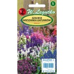 Szałwia  - mieszanka gatunków