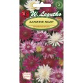 Suchokwiat roczny mieszanka