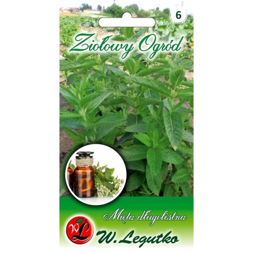 Mięta długolistna