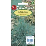 Kostrzewa sina - srebrzystoniebieska