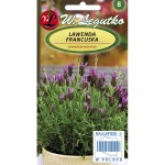 Lawenda francuska - ciemnopurpurowa