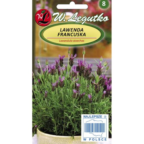 Lawenda francuska - ciemnopurpurowa