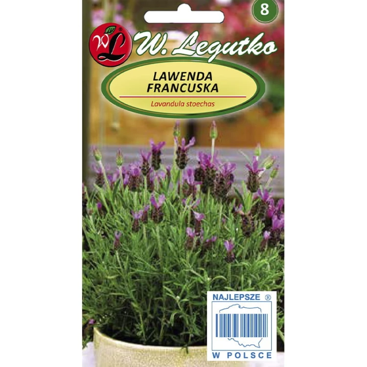 Lawenda francuska - ciemnopurpurowa