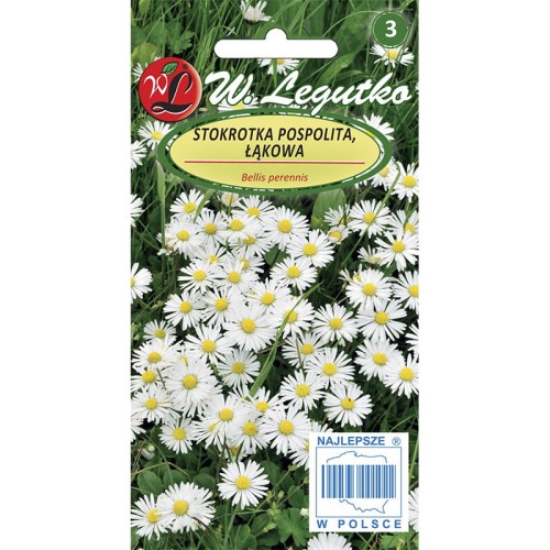 Stokrotka łąkowa - biała
