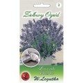 Lawenda lekarska