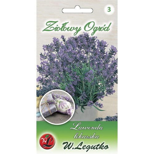 Lawenda lekarska