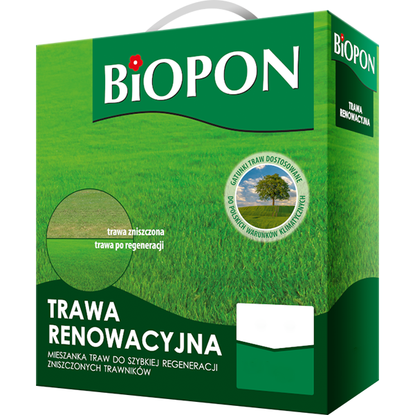 Trawa renowacyjna