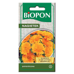 Nagietek pomarańczowy - nasiona