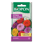 Cynia wytworna daliowa mix kolorów - nasiona 