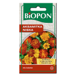 Aksamitka niska - mieszanka 