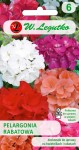 Pelargonia rabatowa F2 mieszanka