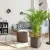 Ziemia do Palm Dracena
