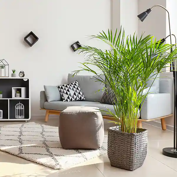 Ziemia do Palm Dracena