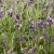Ziemia do lawendy 5ltr