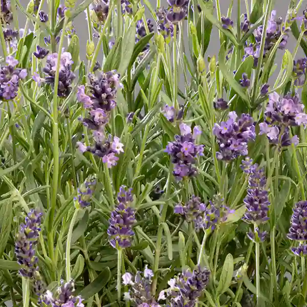 Ziemia do lawendy 5ltr