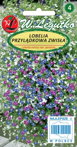 Lobelia przylądkowa zwisła mieszanka