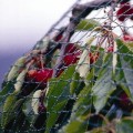 Mocna siatka przeciw ptakom