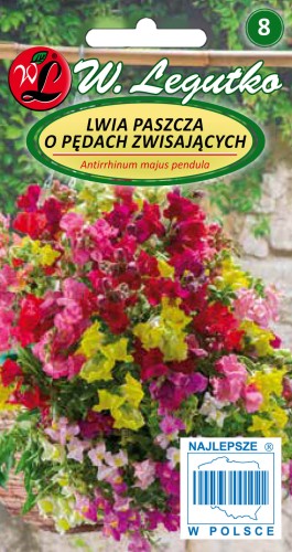 Lwia paszcza o pędach zwisających
